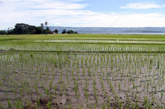 印度尼西亚Samosir岛的稻田图片