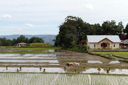 印度尼西亚人民在水稻田工作图片
