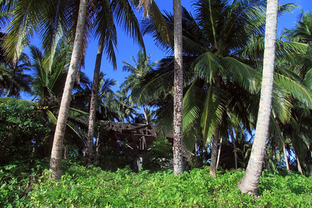 印度尼西亚斯PantaiSorak海滩椰子棕榈树下的木屋图片