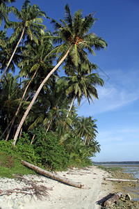 印度尼西亚斯PantaiSorak海滩上的棕榈树和人行道图片