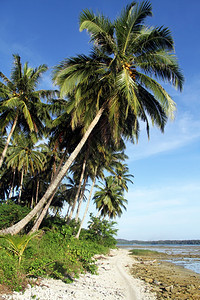 印度尼西亚斯PsntaaiSorak海滩棕榈树图片