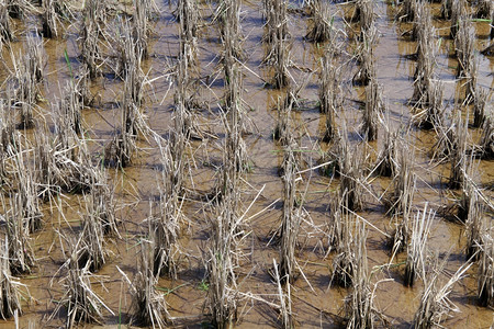 湿地上短干稻田图片