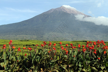 印度尼西亚的鲜花茶叶种植和Kerinci火山图片