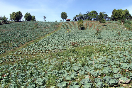 印度尼西亚山坡上的菜田图片