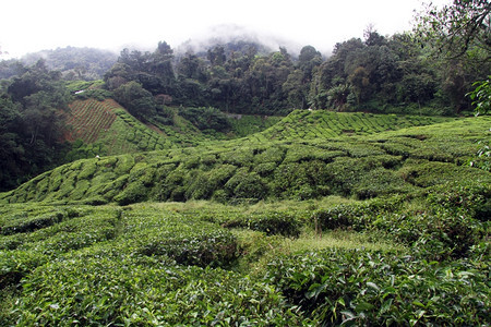 马来西亚卡梅伦高地森林和茶叶种植园图片