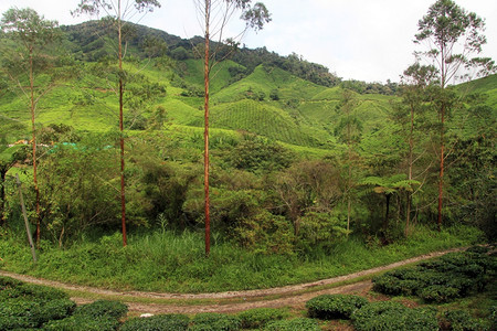 马来西亚Eucalyptus树和茶叶种植园图片