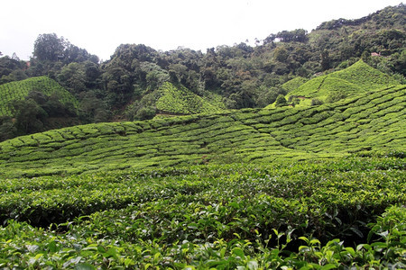 马来西亚CameronHioghland的茶叶种植园图片