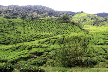 马来西亚卡梅伦高地茶叶种植园图片