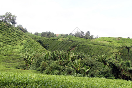 马来西亚棕榈树和茶叶种植图片