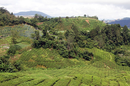 马来西亚卡梅伦高地山和茶叶种植园图片