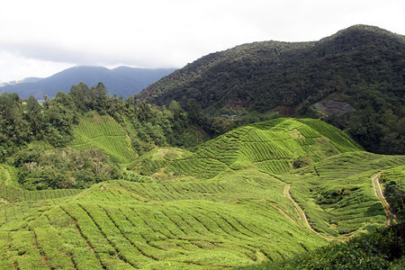 马来西亚卡梅伦高地茶叶种植风景图片