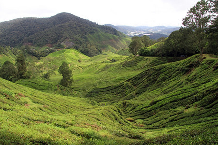 马来西亚卡梅伦高地茶叶种植风景图片