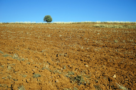 孤独的树和耕地土耳其图片
