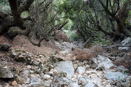 以色列境内有树木的拉维尼人图片