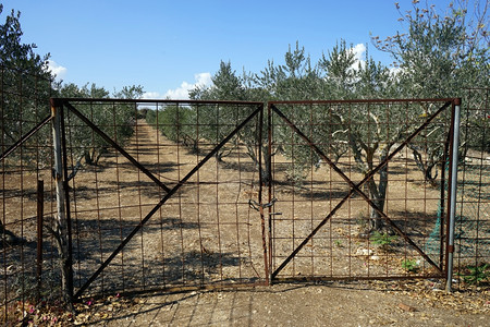 以色列Tavor山上的铁门和橄榄树果园背景图片