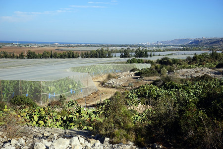 以色列地中海沿岸的香蕉种植园图片