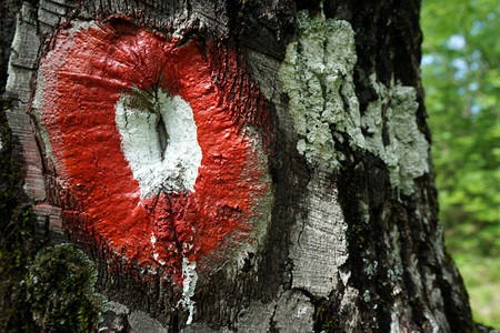黑山树上的红色徒步足迹标志图片