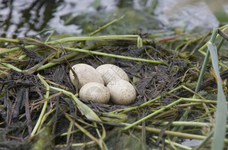 加拿大萨斯喀彻温省巢中的角状糖蛋图片