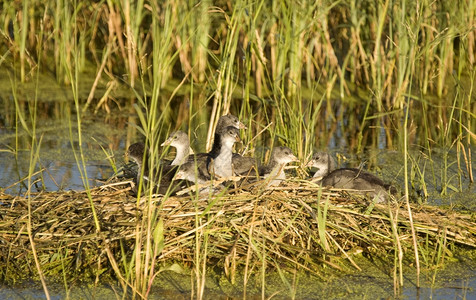 筑巢沼泽中的水生婴儿小鸡群图片