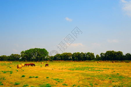 意大利Meadow草地上无缝马匹的貌景观图片