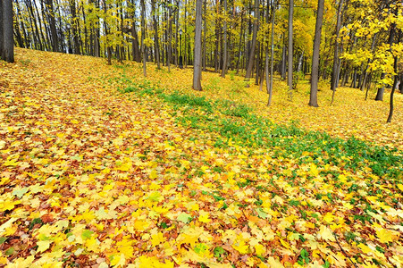 秋天公园Birch和Mample的叶子金地毯图片