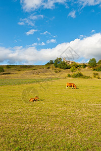 在法国梅迪萨教堂附近的阿尔卑斯山草地放牧图片