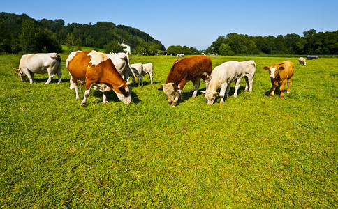 德国南巴伐利亚牧草牛放图片