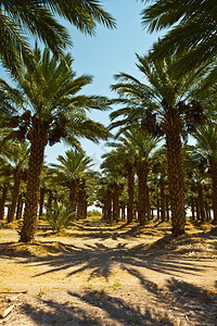 以色列约旦河谷椰棕榈种植园背景图片