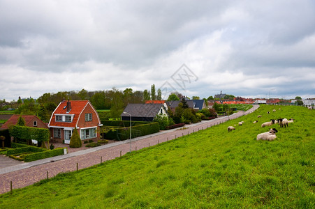荷兰城附近保护大坝的牧羊图片