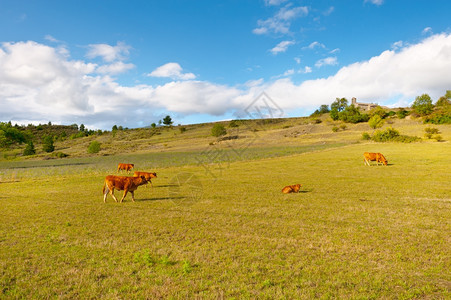 法国阿尔卑斯山草地的牛和放牧图片