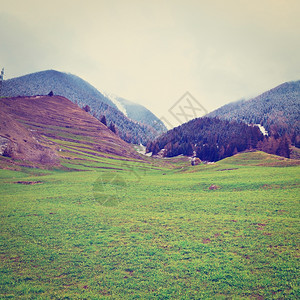 瑞士阿尔卑斯山的圣伯纳德通过Instagram效应图片