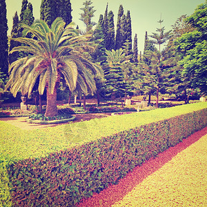 以色列美丽的清静巴哈伊公园花回溯效应图片