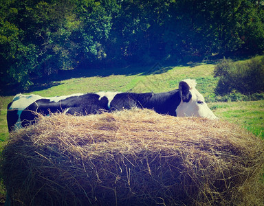 法国阿尔卑山草地上的牛放牧Instagram效应图片