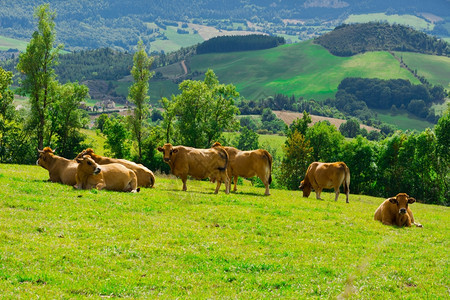 法国阿尔卑山草地的牛和公放牧图片