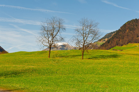 高山草地由瑞士丘标图片