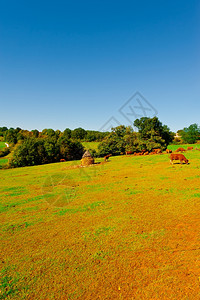 法国阿尔卑山草地上放牧牛群图片