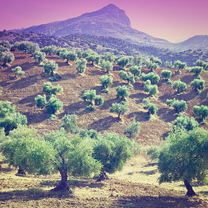 秋天日落时西班牙的橄榄林和犁过的山坡Instagram效果图片