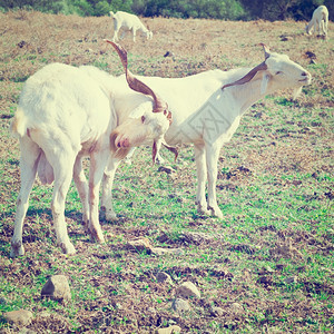 白山羊在西班牙绿草牧场上放Instagram效应图片