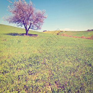 树木和农庄周围环绕着托斯卡纳的石坡草地内斯塔格特效应图片
