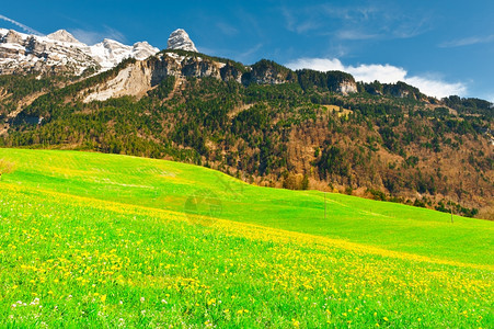 高山草地由瑞士丘标图片