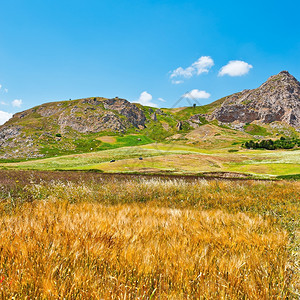 西里岩背景上的小麦田图片