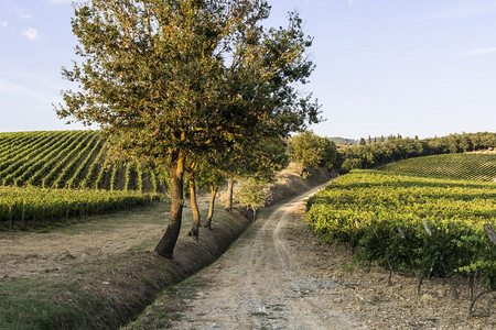 意大利葡萄酒农场在日落时环绕着葡萄园托斯卡纳是世界上一些最著名的葡萄酒区所在地图片