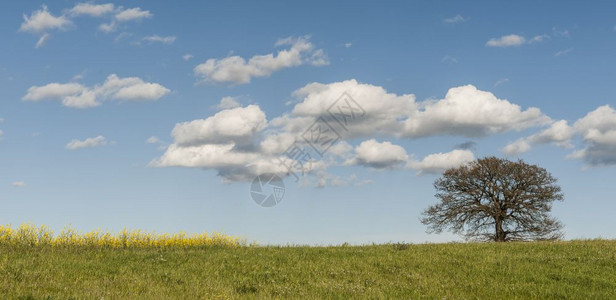 春初意大利有草地的貌意大利农业田地牧场和独树图片
