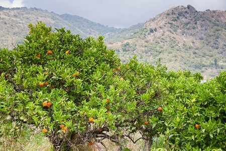 西里山上的橘子树图片