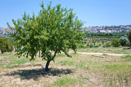 桃树和在西里阿吉根托市的观景背景图片