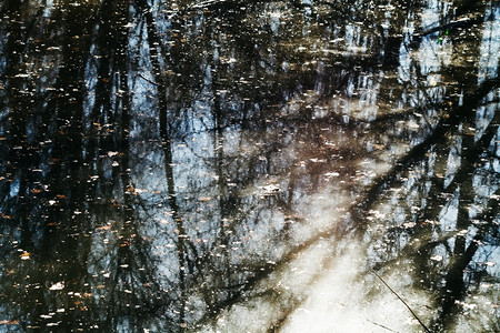 春天阳光和树木在森林池塘的黑水中反射图片