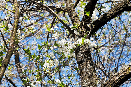 在阳光明媚的春日樱花树枝和老干图片