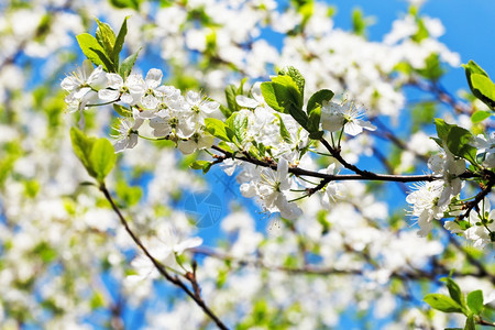 阳光明媚的春天樱花和白图片