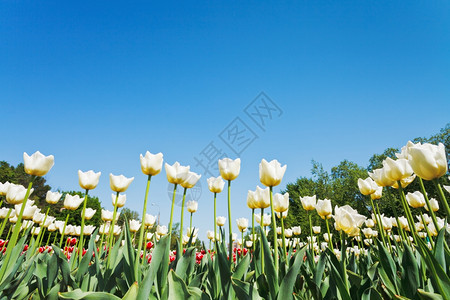 蓝色天空背景花棚上的白色装饰郁金花的底部视图图片