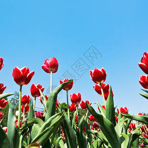 蓝色天空背景花朵上装饰红色郁金香的底部视图图片